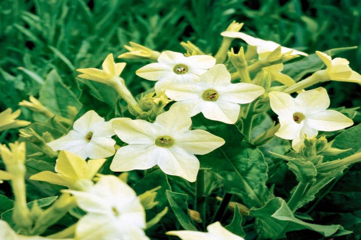 Flowering tobacco