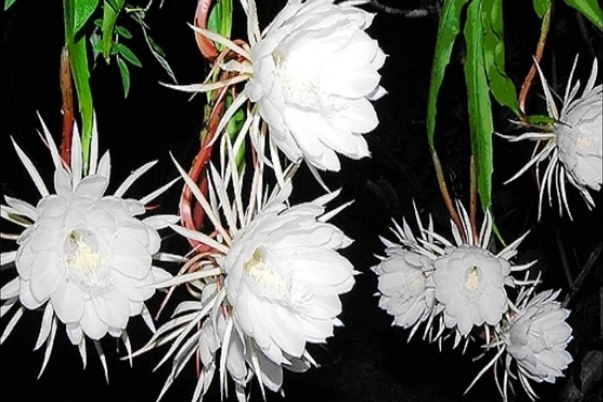 Brahma Kamal