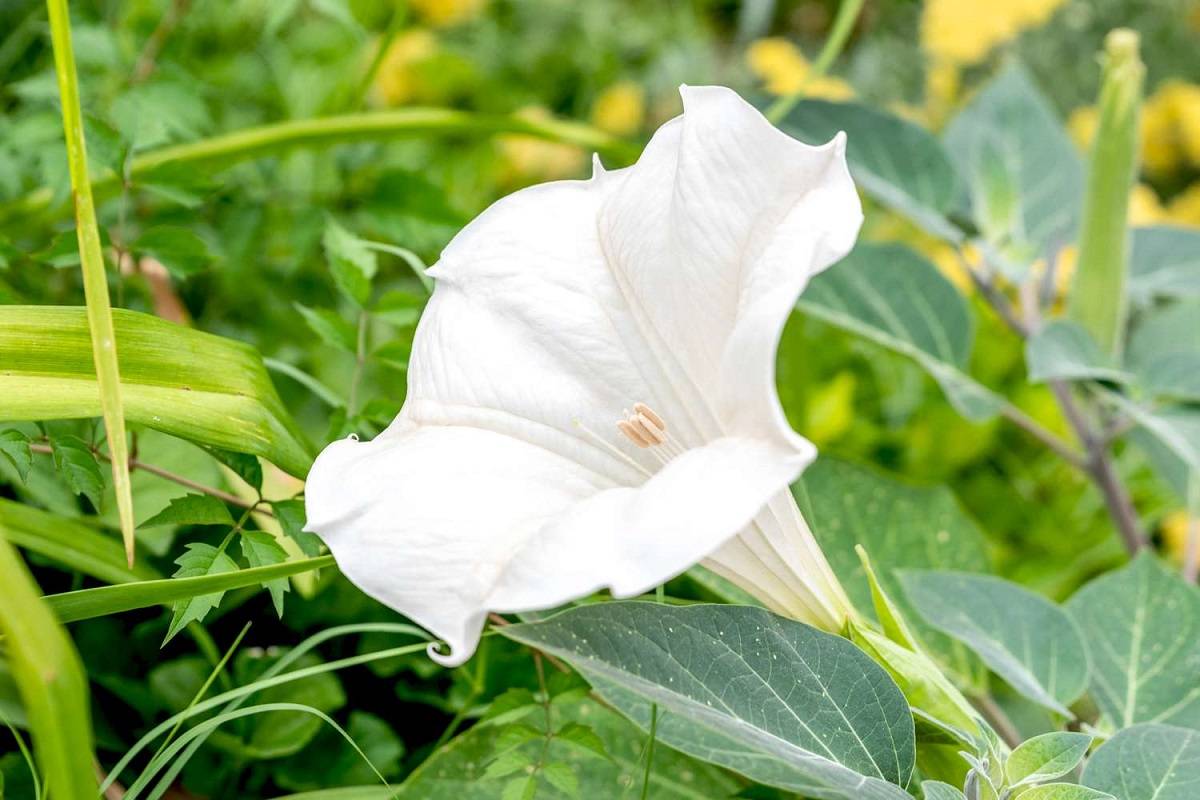 Moonflower