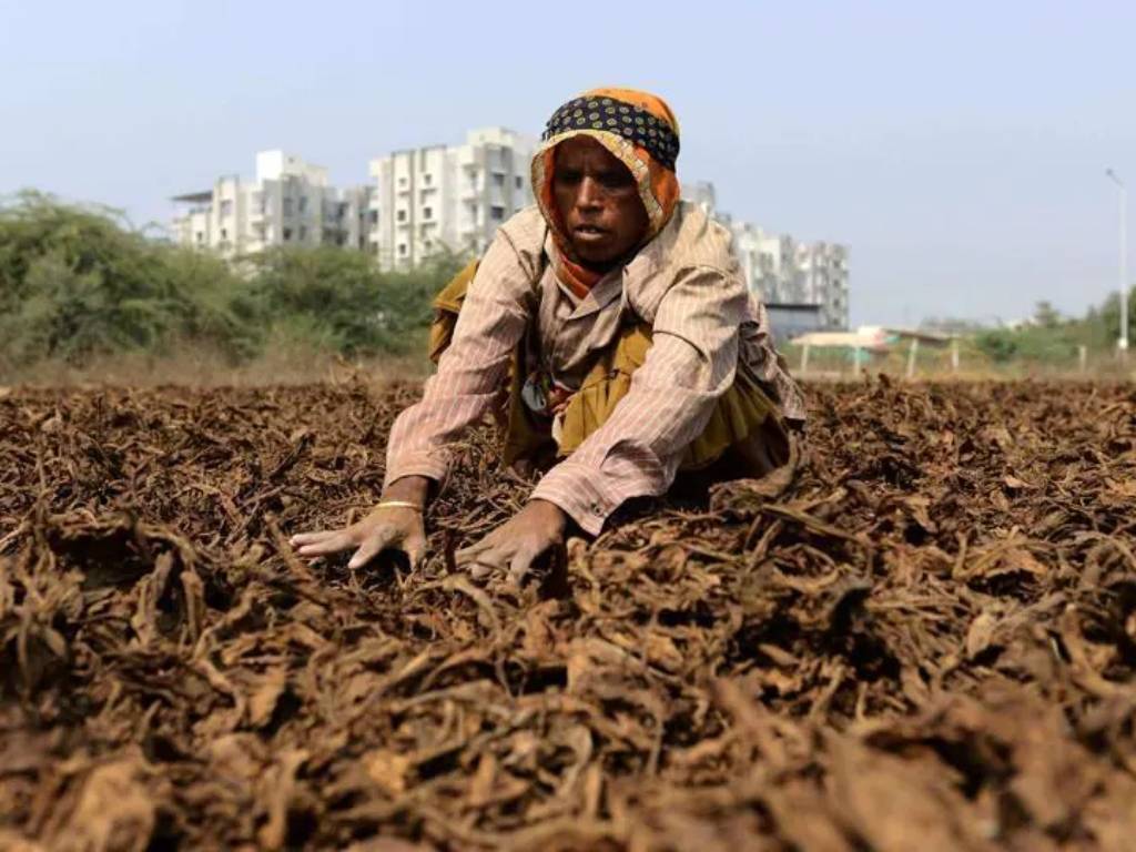 Tobacco Cultivation