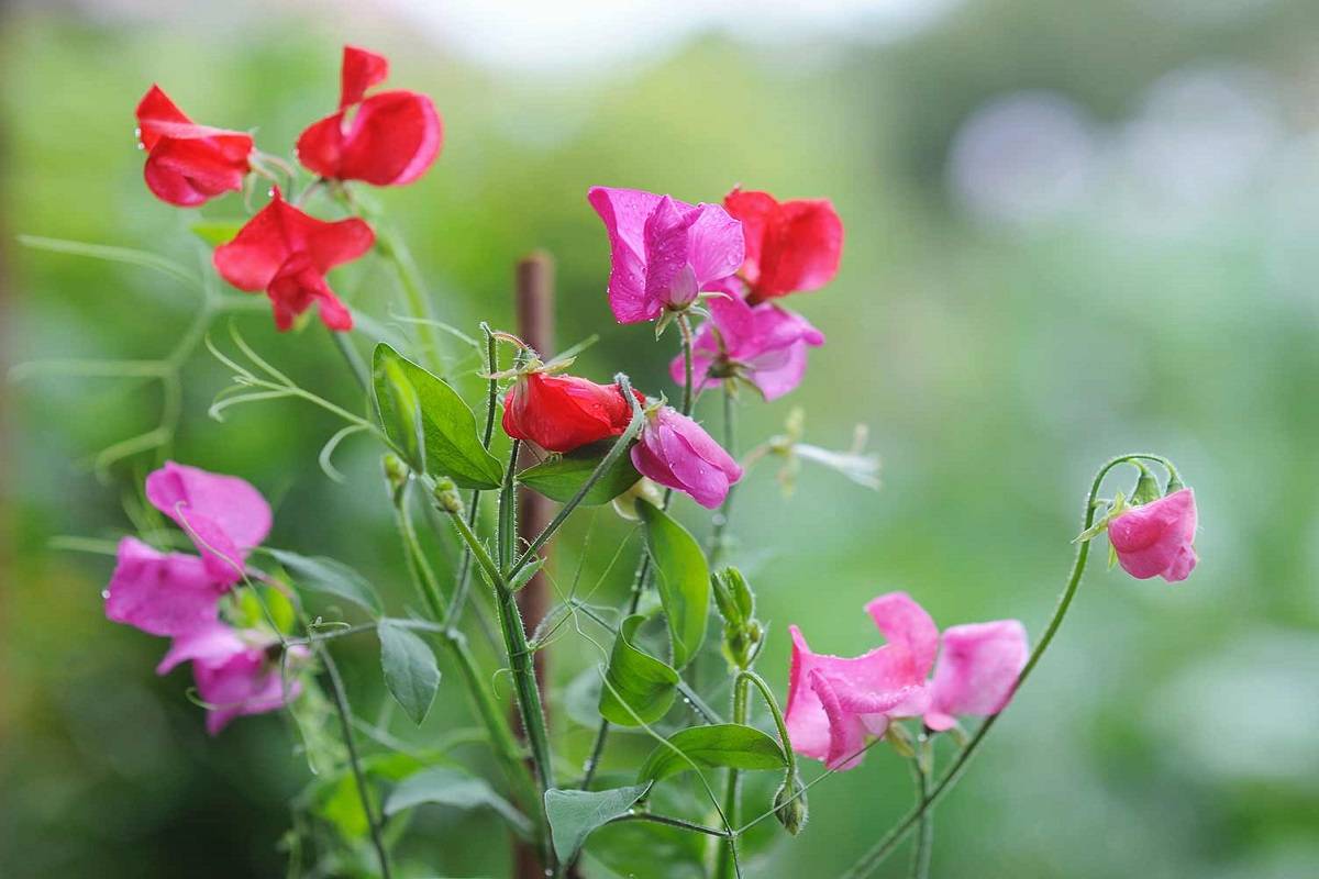 Sweet Pea provide appealing hues and aromas for spring and early summer bouquets