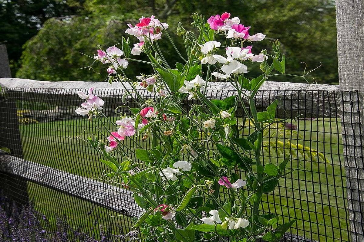 Sweet Peas