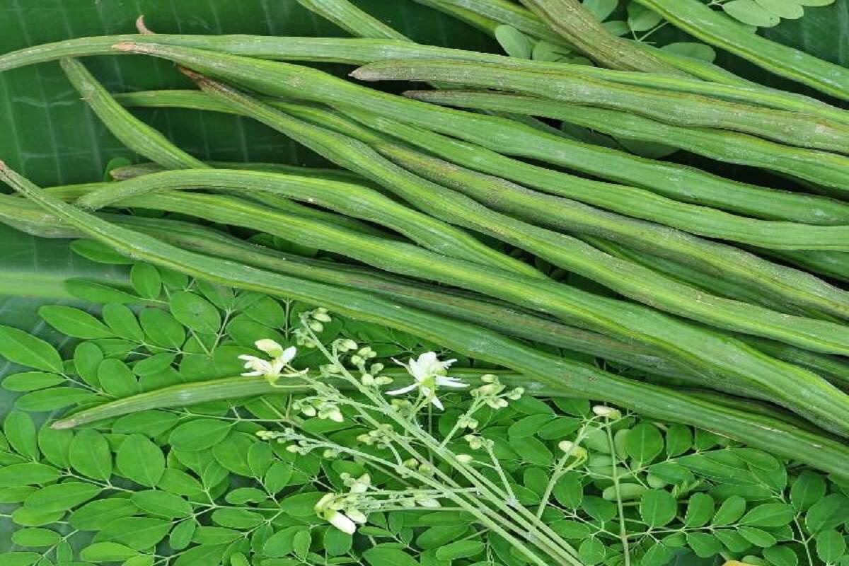 Moringa/ Drumstick Cultivation Guide