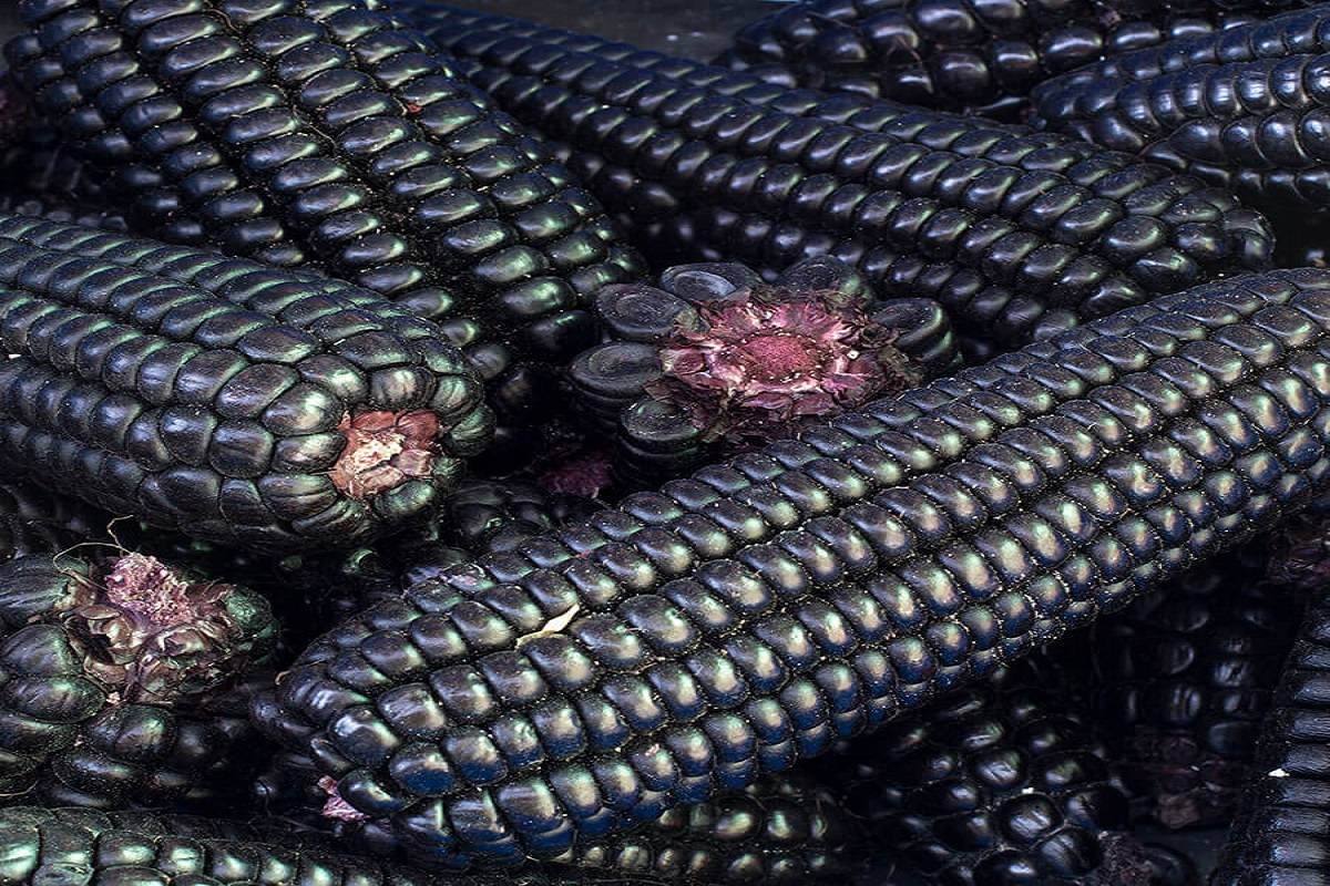 According to some historians, the ancient Incan Civilization formerly considered purple corn to be a holy crop