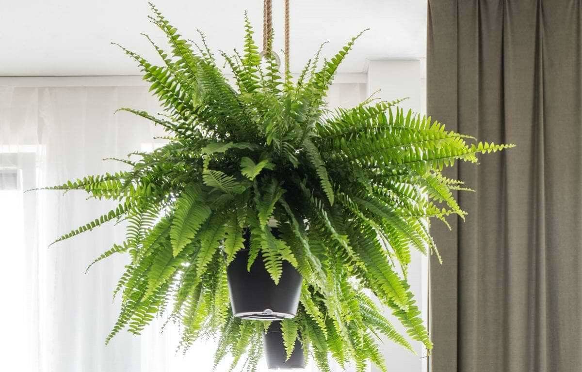 The best place to keep ferns indoors is a place with indirect sunlight.