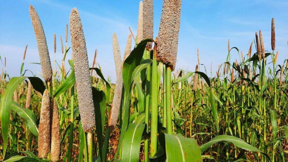 According to the report, millet growers should be rewarded with cash and other incentives.