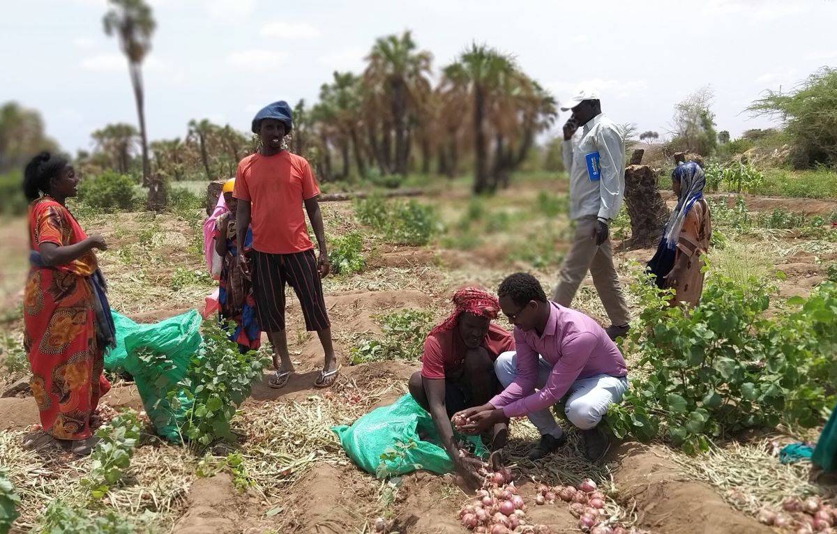Annual productivity of onions in Gambia is still very low