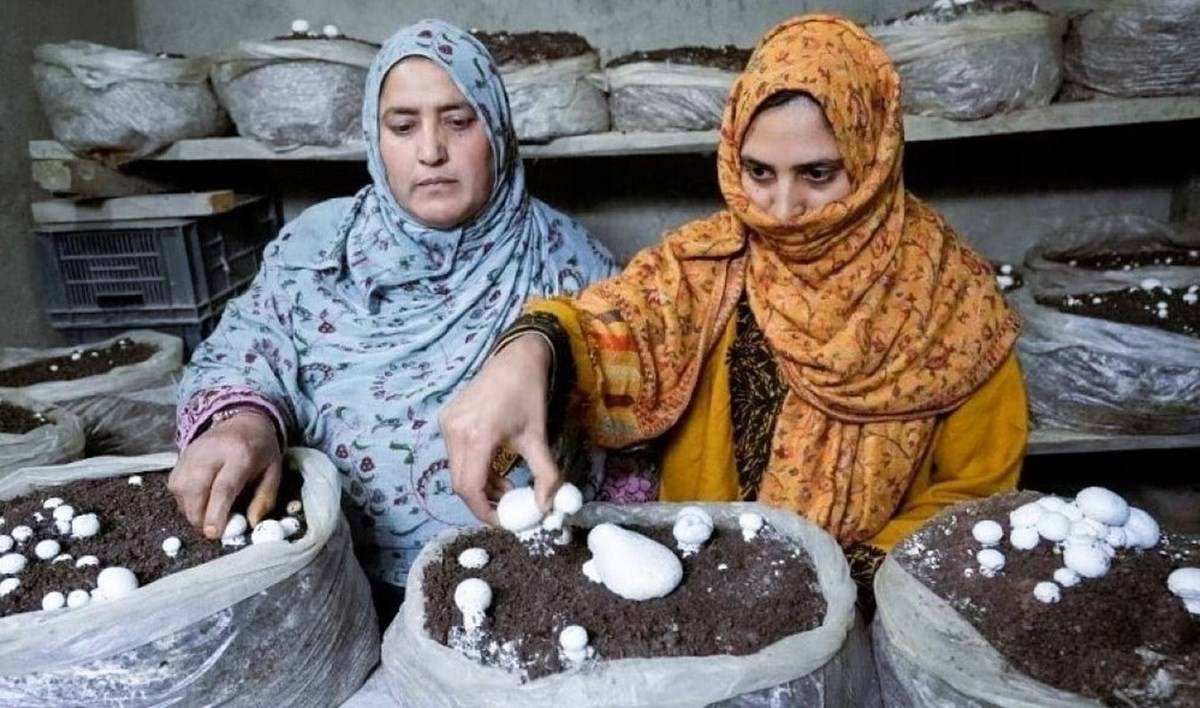 'Promotion of Year-Round Mushroom Cultivation' project is one of 29 approved by the Jammu and Kashmir administration