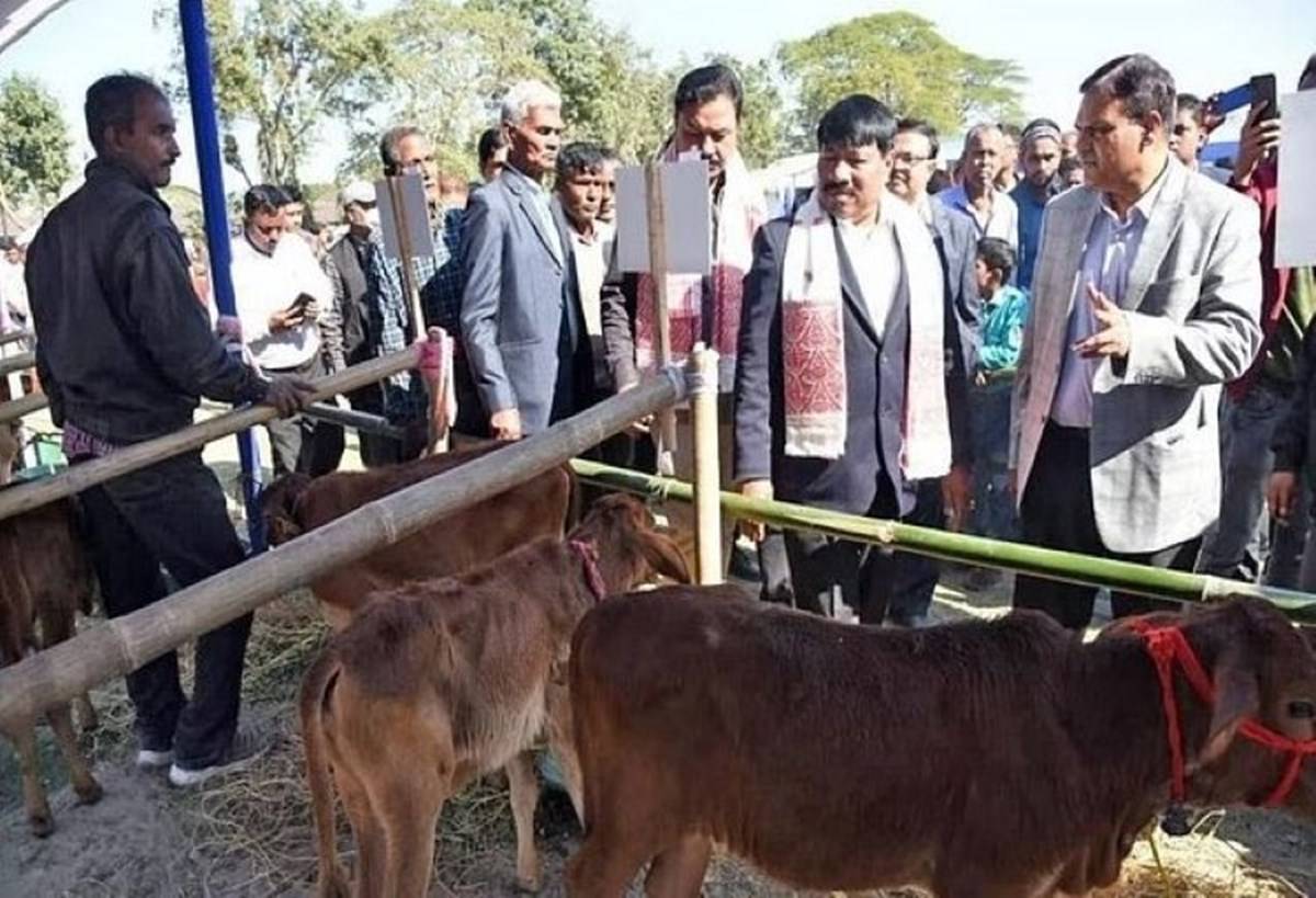 Calf show featured high genetic merit calves from indigenous breeds such as Gir, Sahiwal, and Red Sindhi