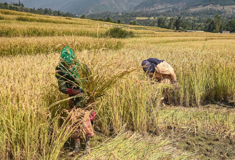 State Government's Technical Advisory Committee ordered the insurance company to release the farmers' claims as soon as possible based on the yield data.