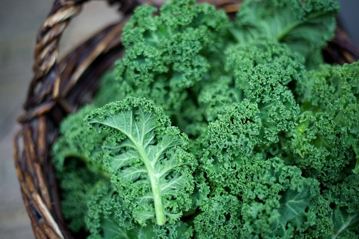 Kale prefers a cold, dry environment and it can be cultivated in India throughout the winter