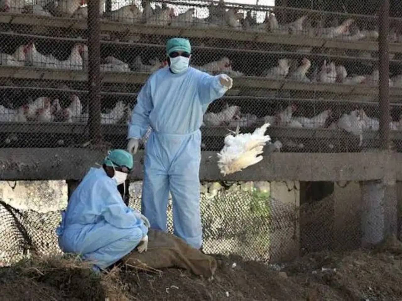 The fury of bird flu increased again in Kerala, 1800