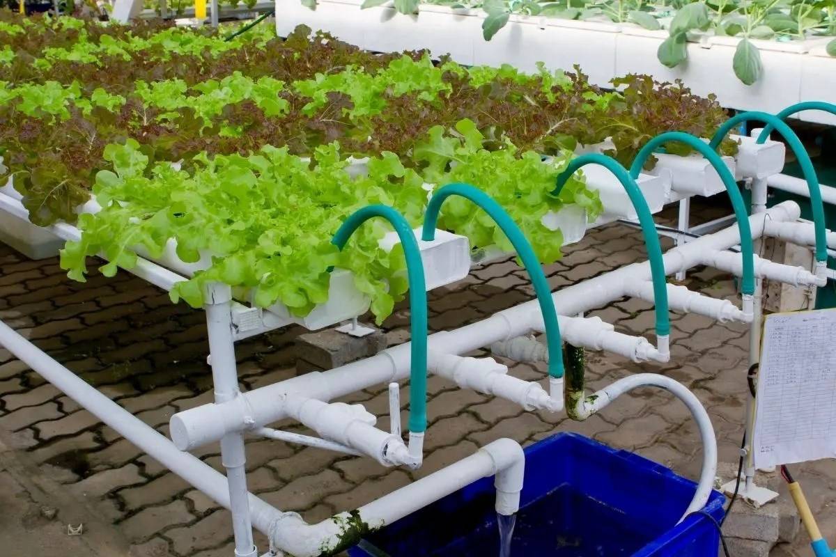 Hydroponic drip systems can be simply created in a number of ways