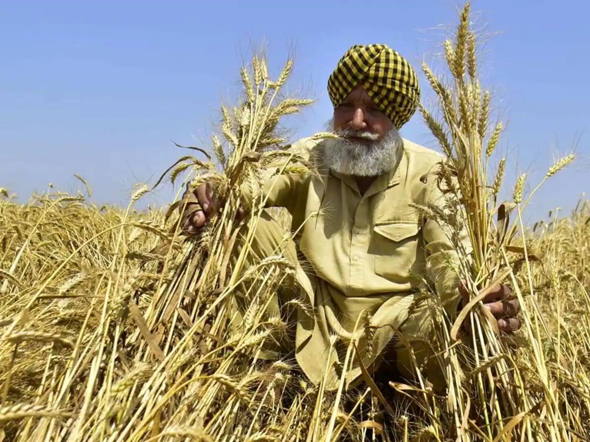 Punjab Farmer