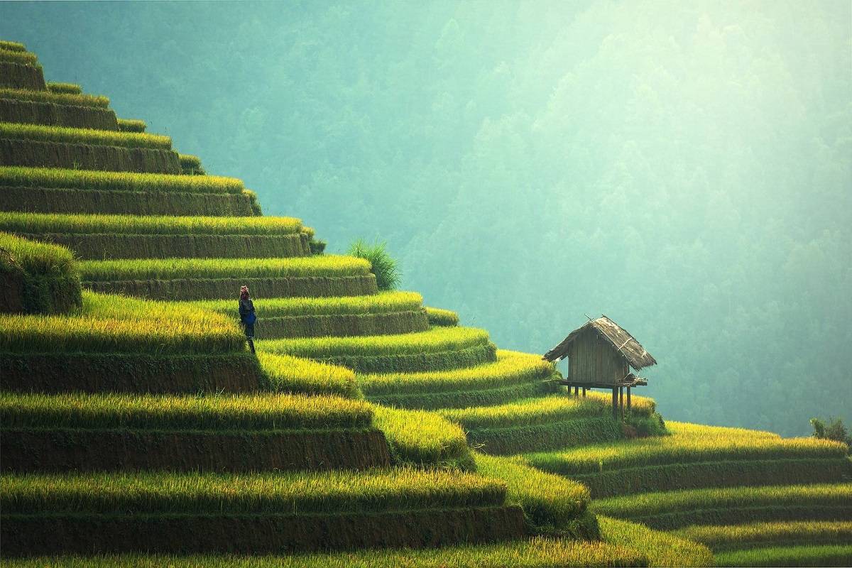 Mountainsides are turned into flat arable land by removing the topsoil to form ridges.