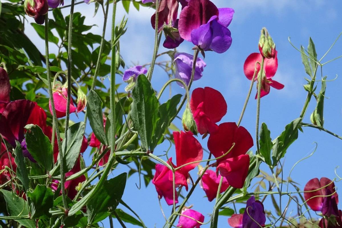 Major Pests and Diseases That Affect Sweet Pea