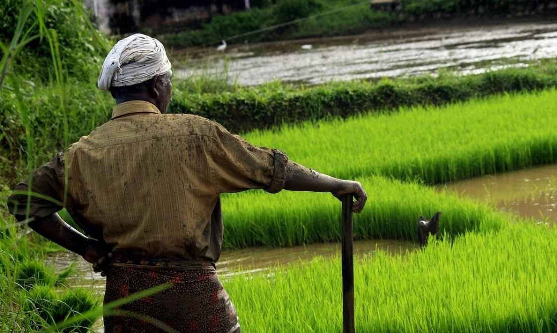 Farmers in Subhash Palekar's cow-centered farming approach use cow urine, dung, and other cow products as agricultural input