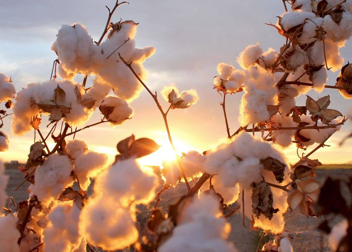 Total cotton supply in October-December 2022 is estimated to be 116.27 lakh bales