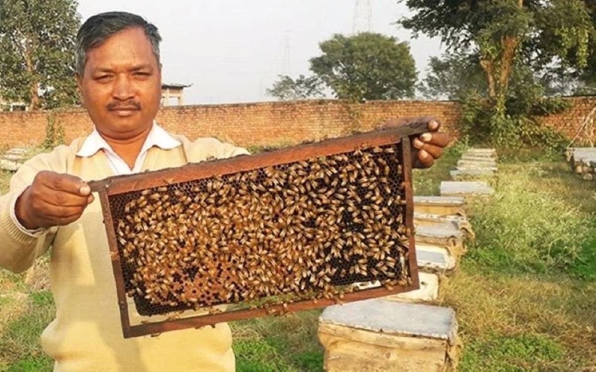 India is now concentrating  on increasing honey production