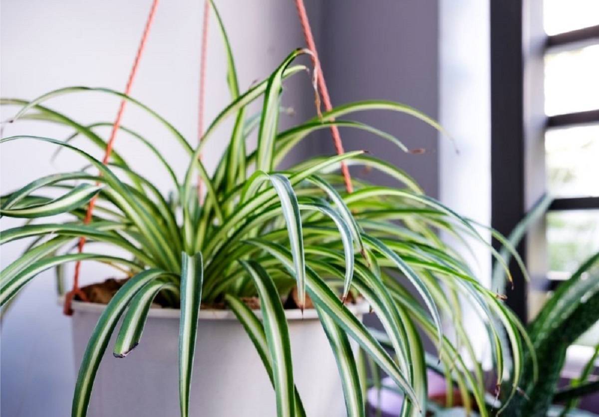 Hawaiian Spider Plant