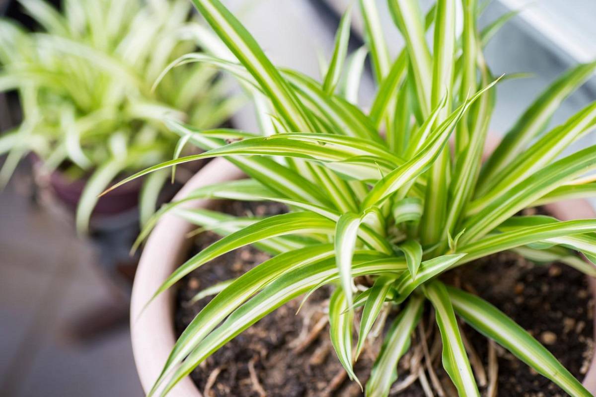 Spider plant is a perennial blooming plant that is evergreen right now. Its slender leaves frequently have vertical stripes of white hue and vivid green colour