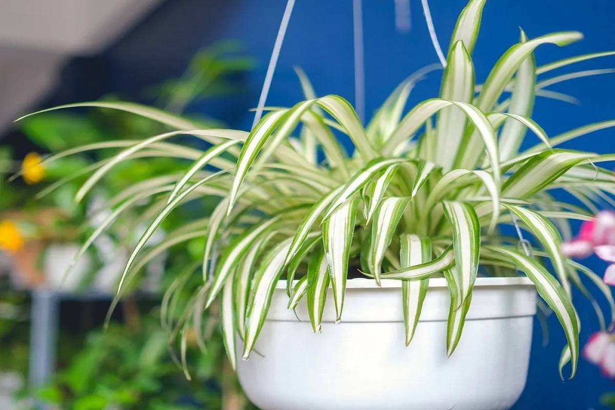 Variegated Spider Plant