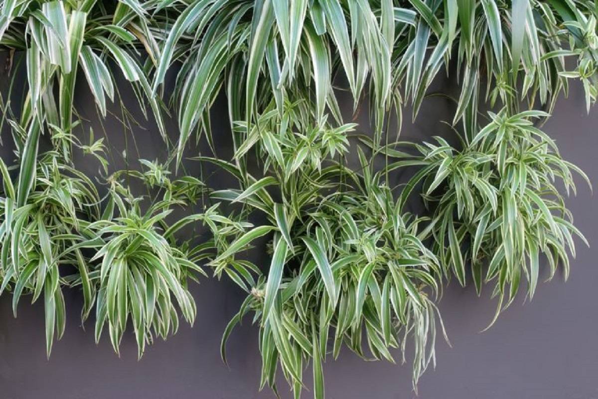 Different Types of Spider Plant You Can Consider in Your Indoor Garden