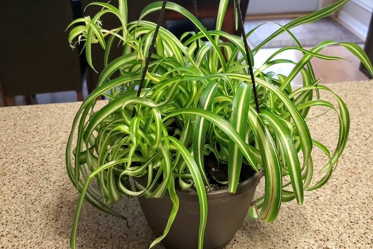 Bonnie Spider Plant