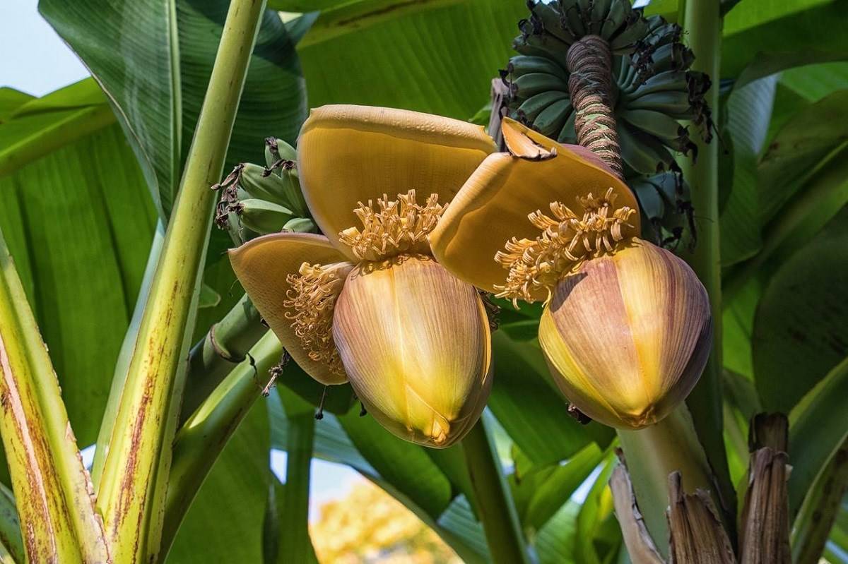 The Giant Highland Banana is the world's largest herbaceous plant and the largest species of banana