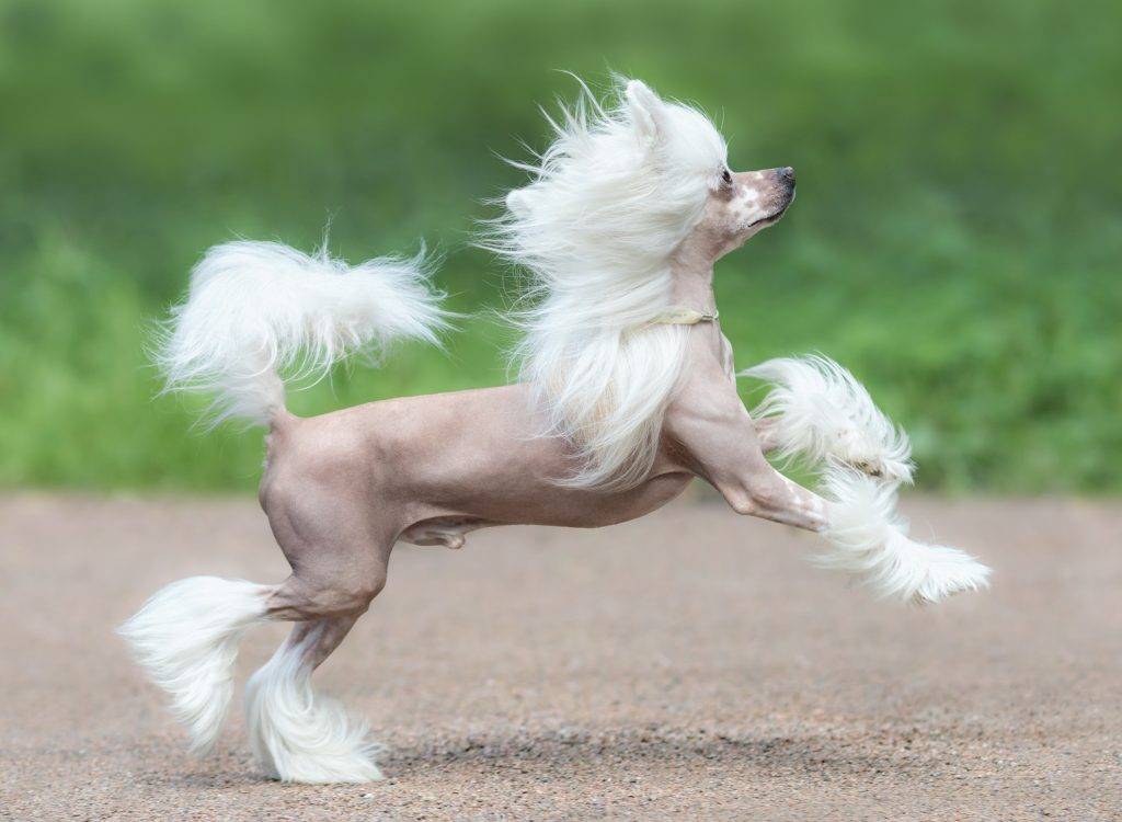 Chinese Crested Dog