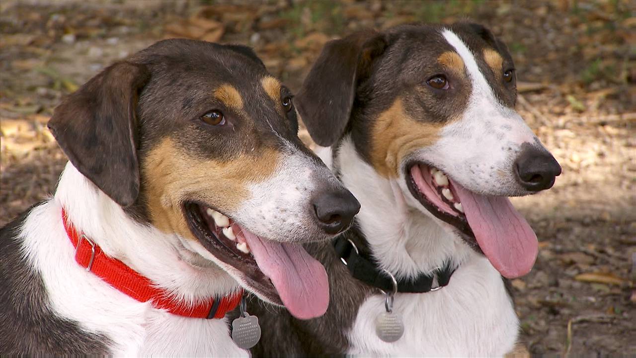 Cloned Dogs