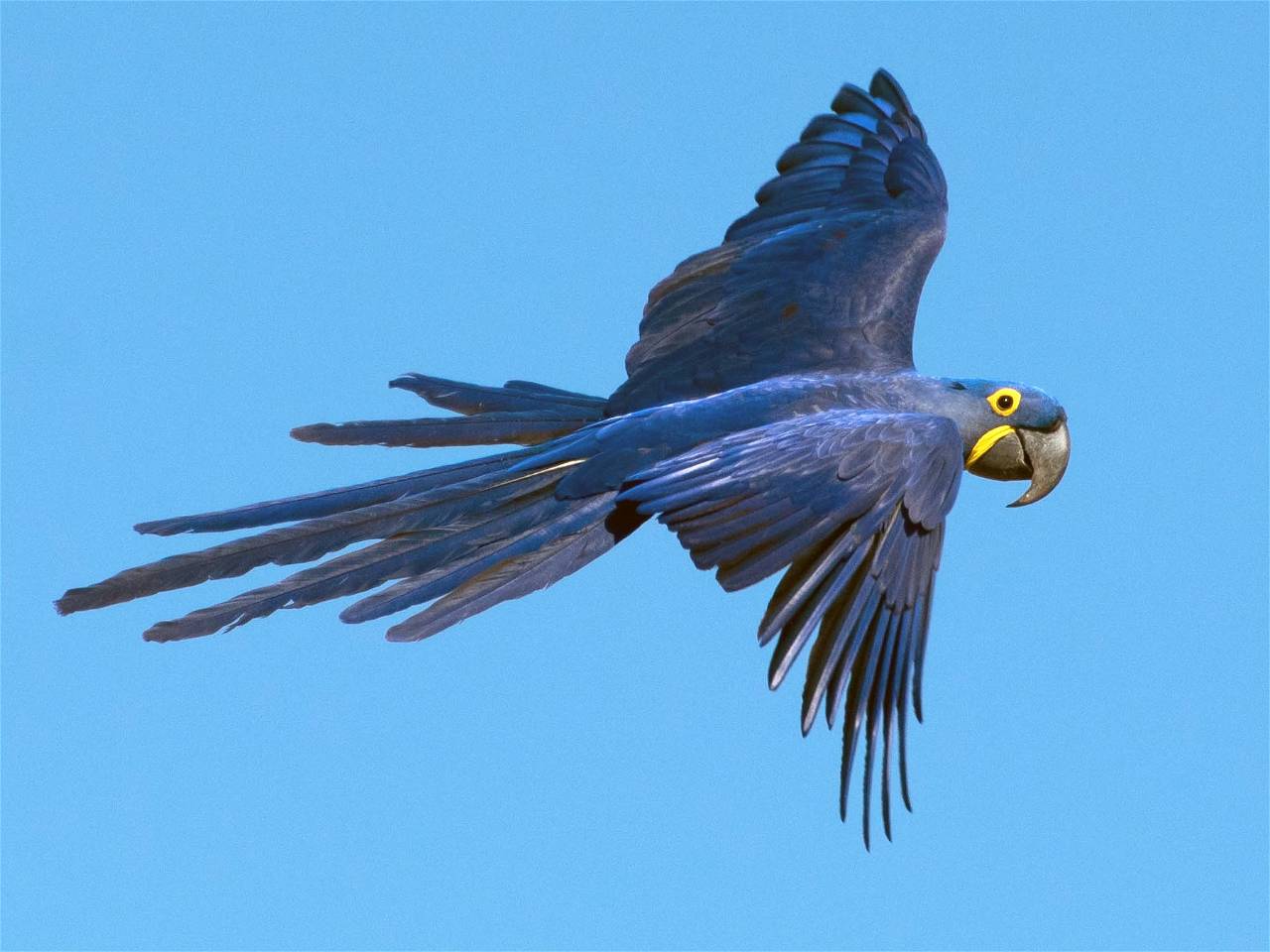 Hyacinth Macaw