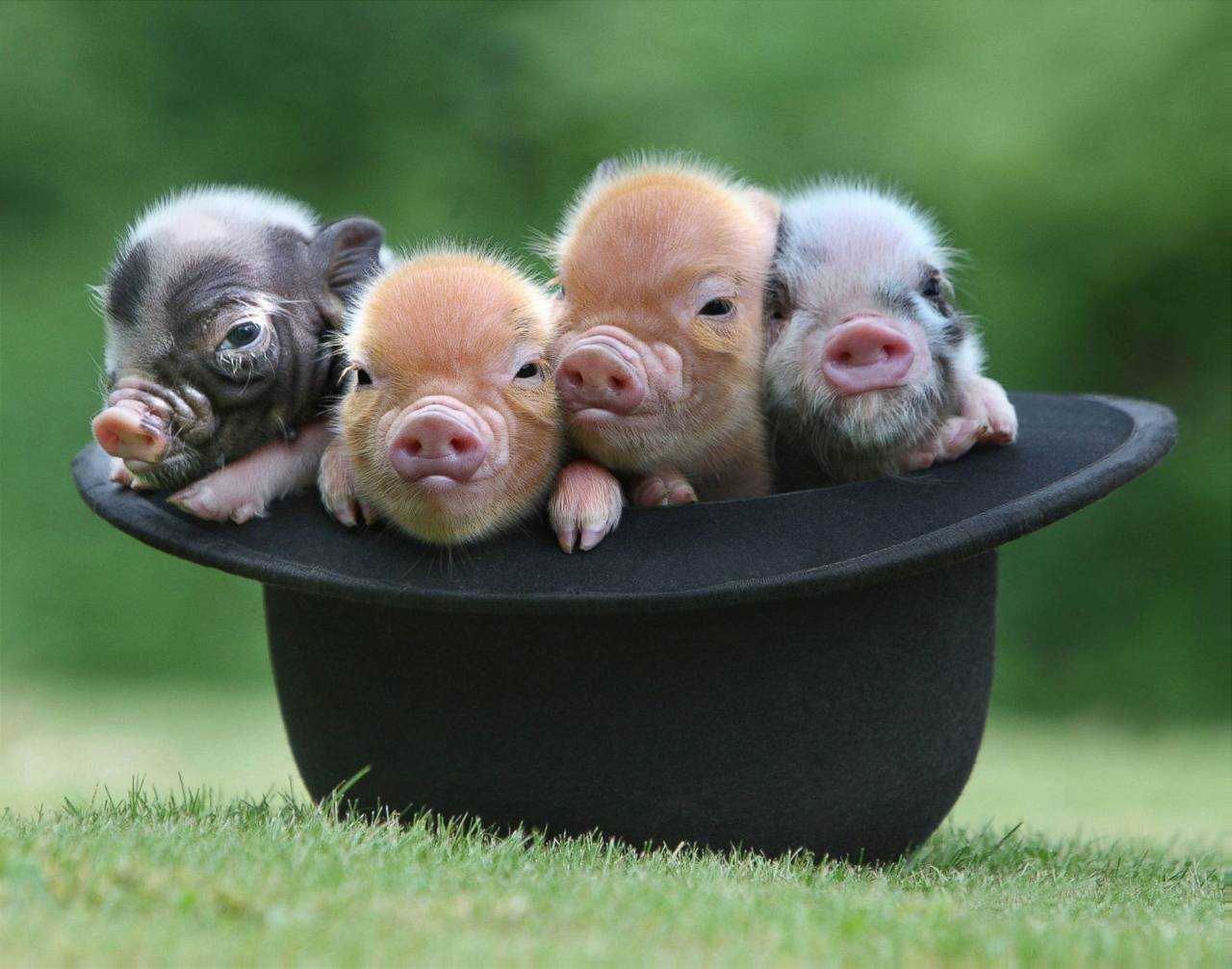 Miniature Pig