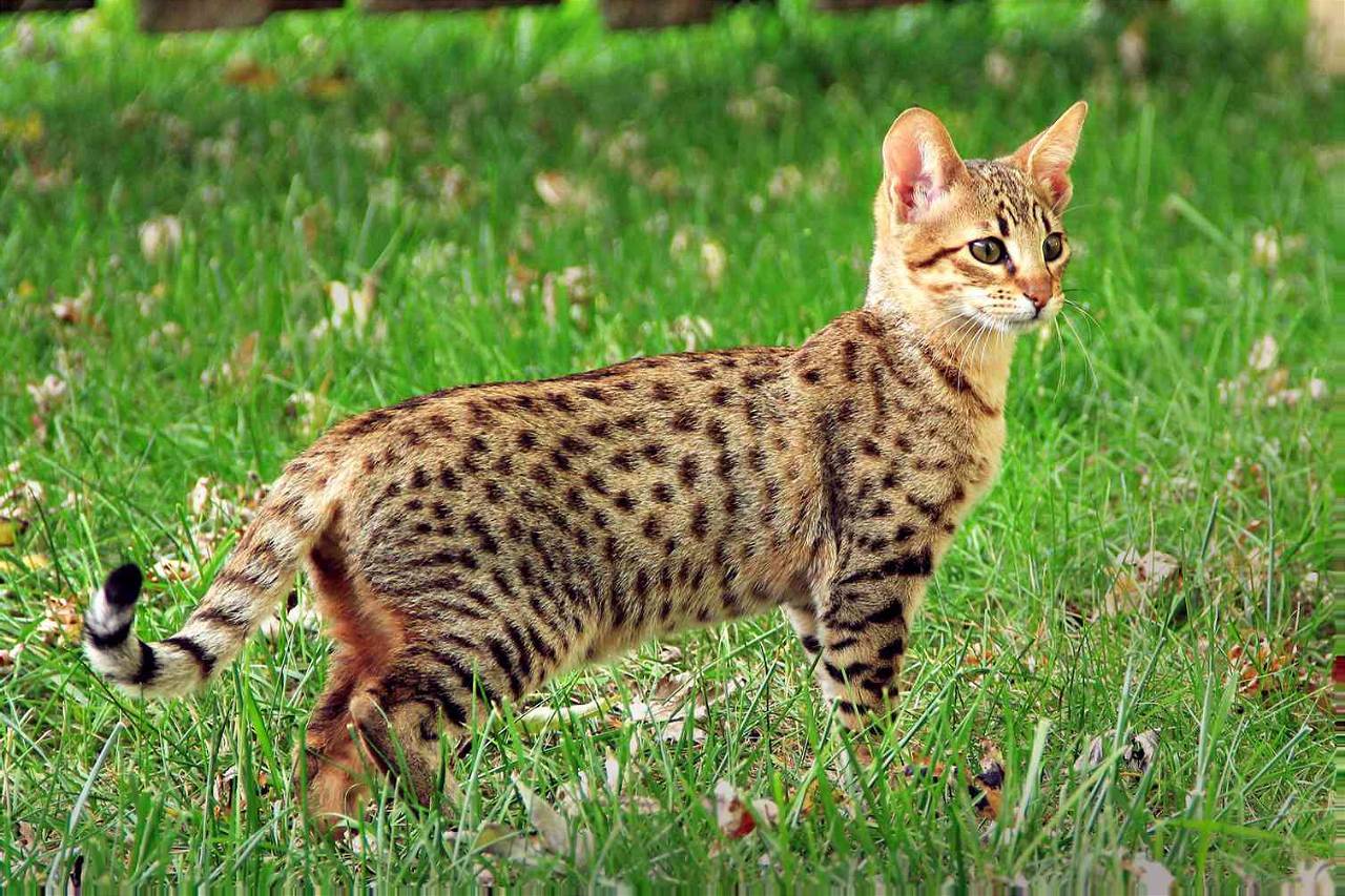 Savannah Cat