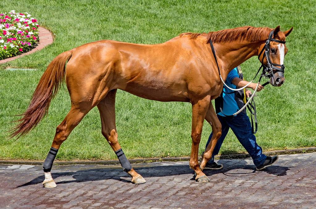 Thoroughbred Racehorse