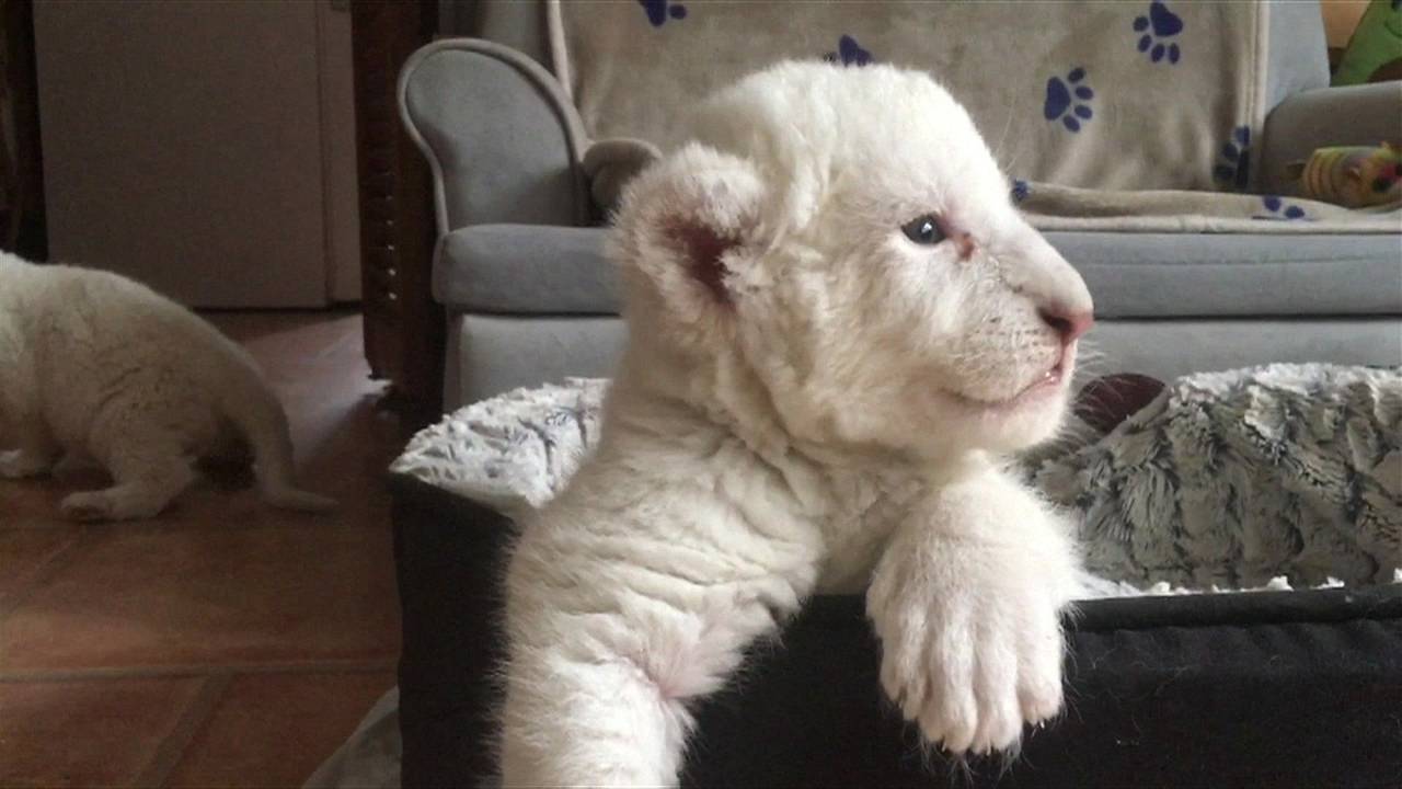 White Lion Cub