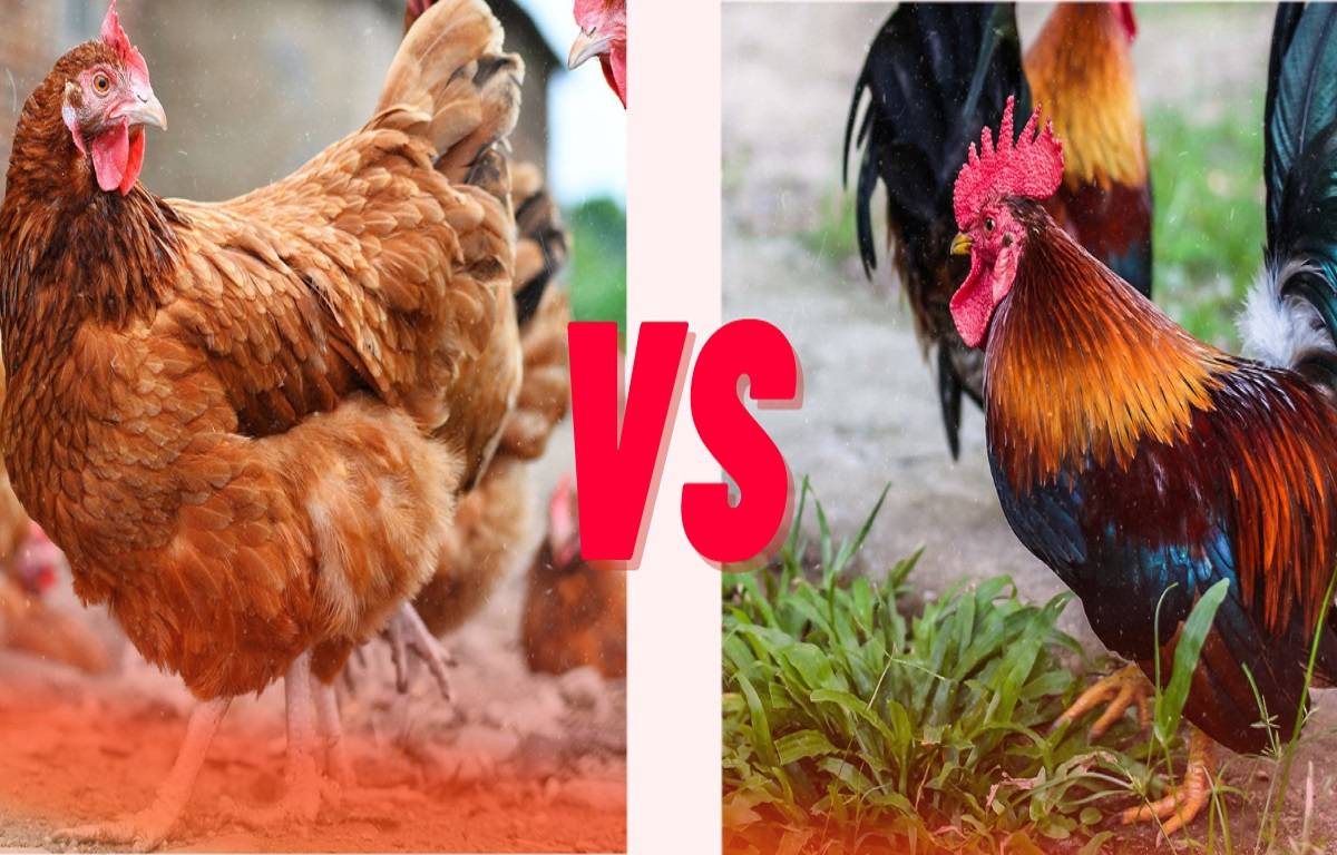 Chicken Vs Fowl: What’s the Difference Between the Two?