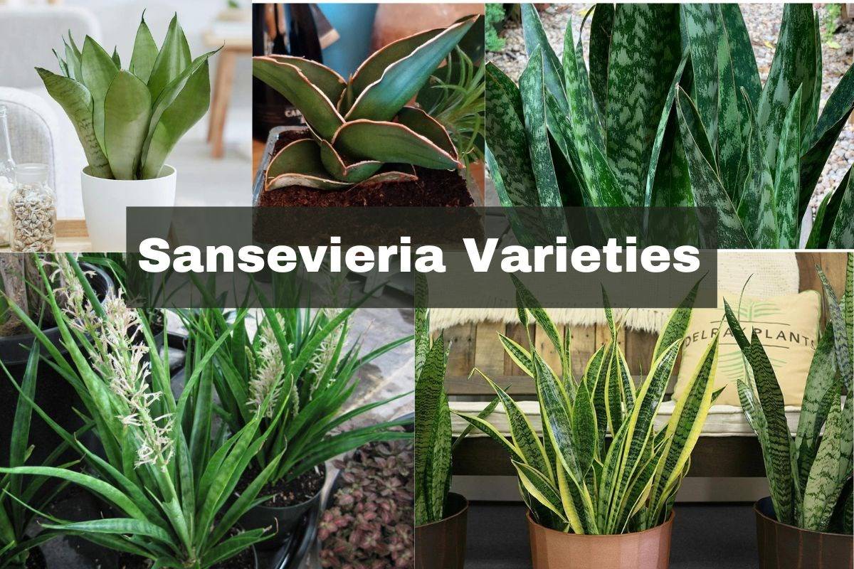 Snake plant is also known as ‘Mother-in-law’s tongue,’ because of its upright and tongue-shaped leaves