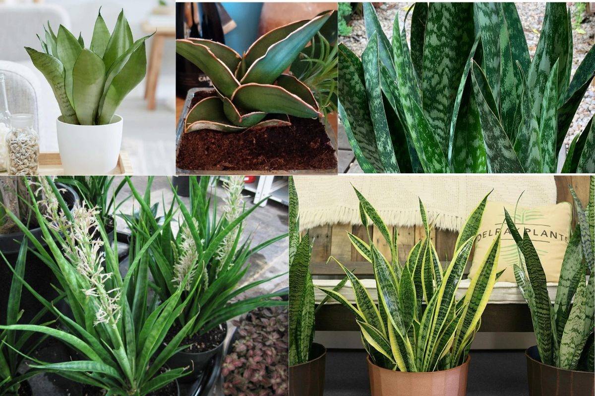 13 Popular Sansevieria Varieties