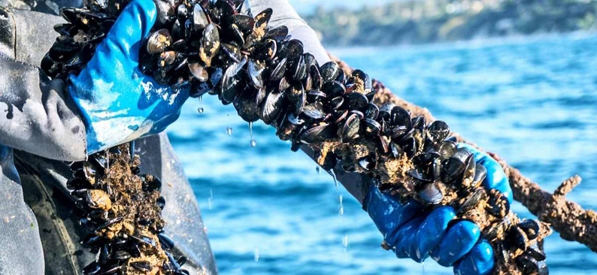 The Malabar region of India is known for its mussel cultivation