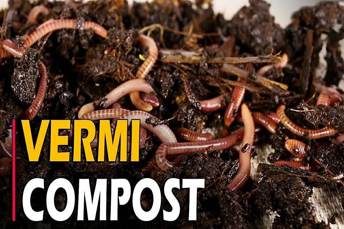 Vermicompost is a stable, fine-grained organic manure that enhances the physical, chemical, and biological qualities of soil