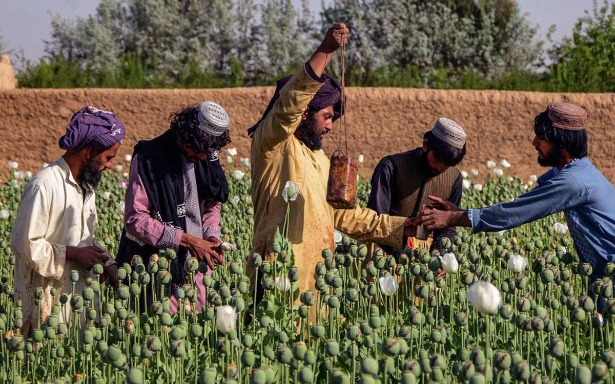 Afghanistan's opium crop was the most profitable in years in 2022
