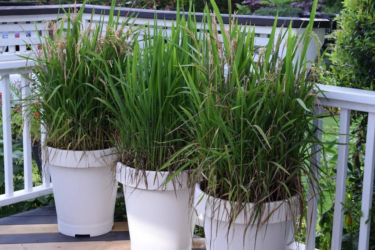 You can cultivate rice at home, but you need to have reasonable expectations