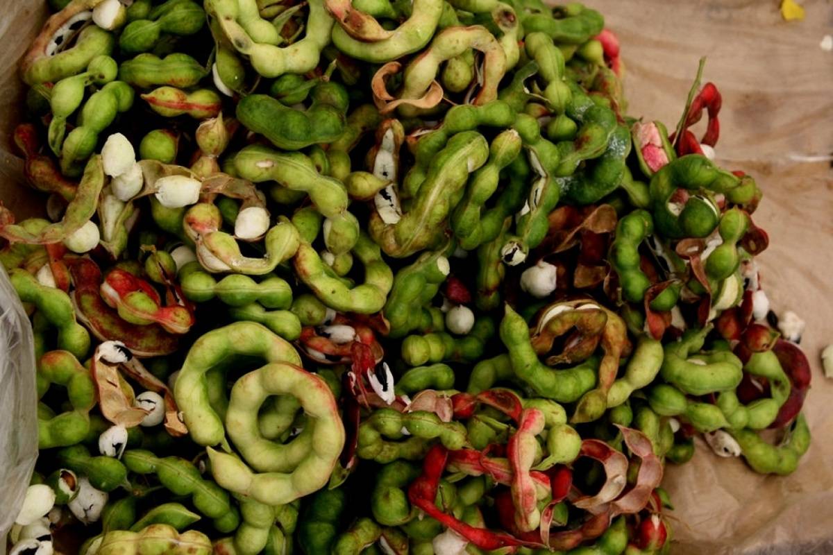 Jungli Jalebi/Kodukkapuli (Camachile)