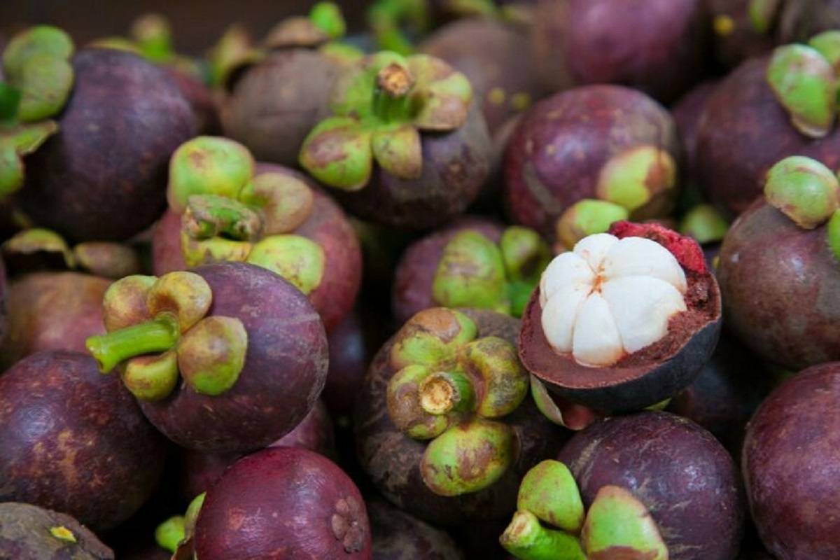 Mangustaan (Mangosteen)