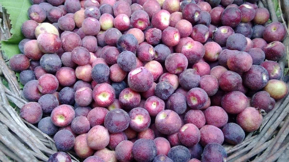 Falsa (Indian Sherbet Berries)