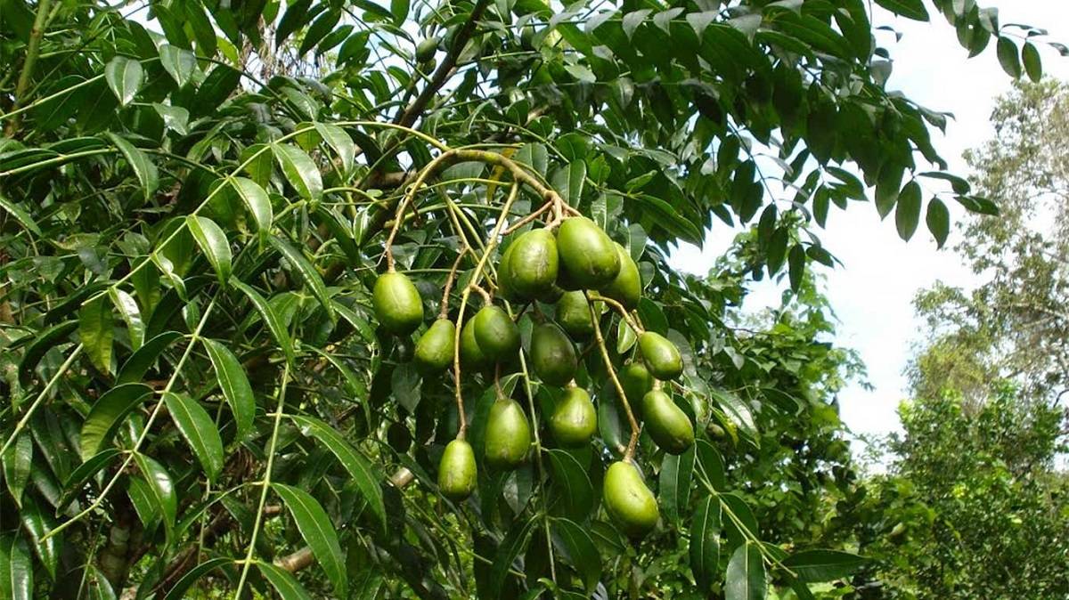 Ambarella (Indian Hog Plum)