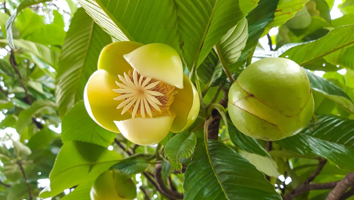 Chalta (Elephant Apple)