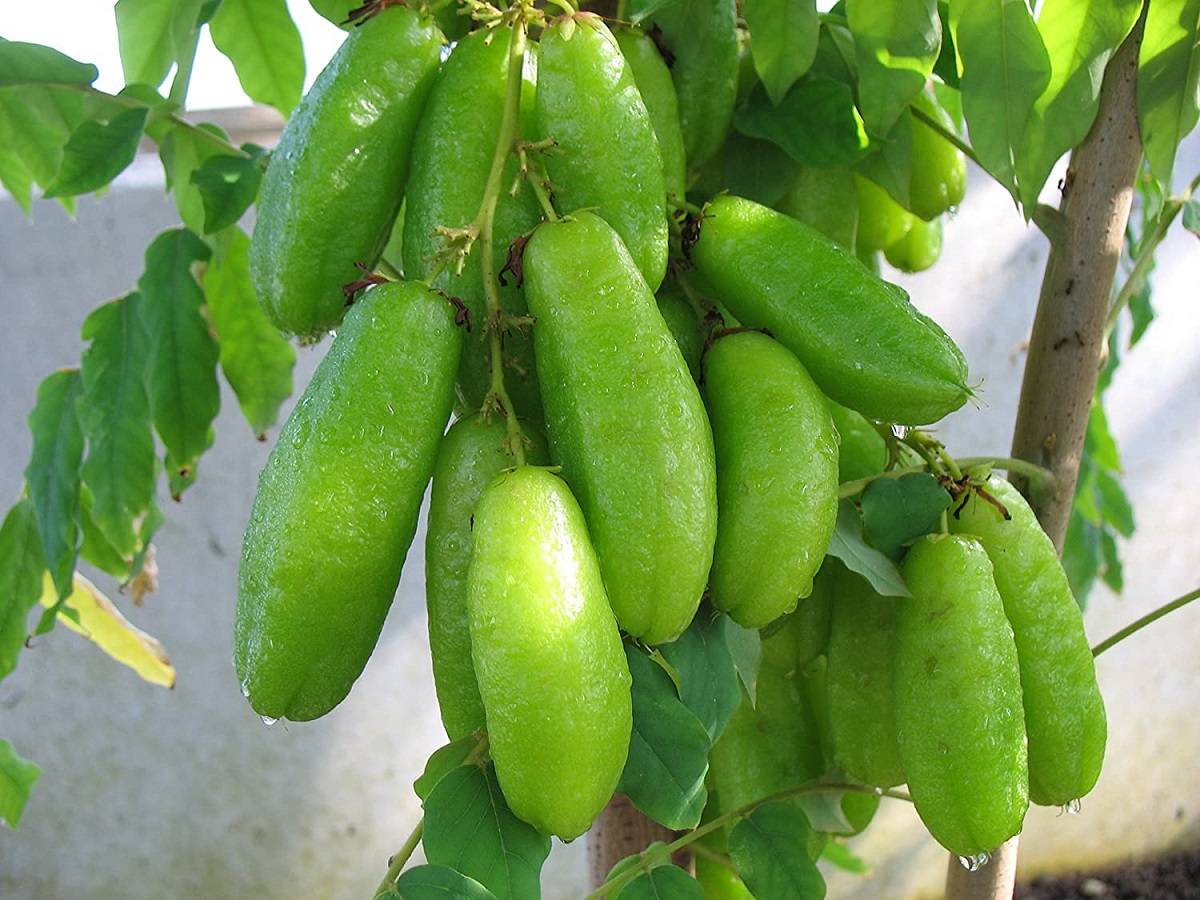 Bilimbi (Tree Sorrel)