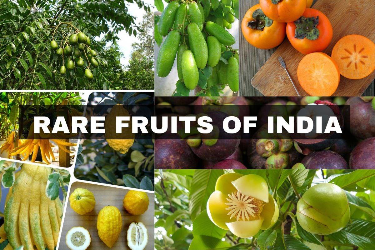 Rare Fruits Which Are Available Only in India